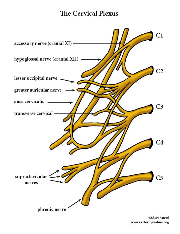 Cervical Plexus Anatomical Nerve Diagram Vector Illus - vrogue.co