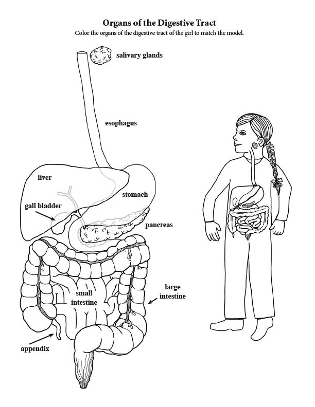 Liver Coloring Page