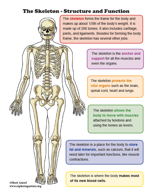 The Human Skeleton Diagram Structure And Function | Images and Photos ...