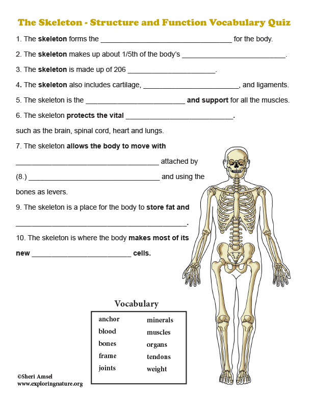 The Human Skeletal System Quiz Explore The Human Skeleton Identify ...