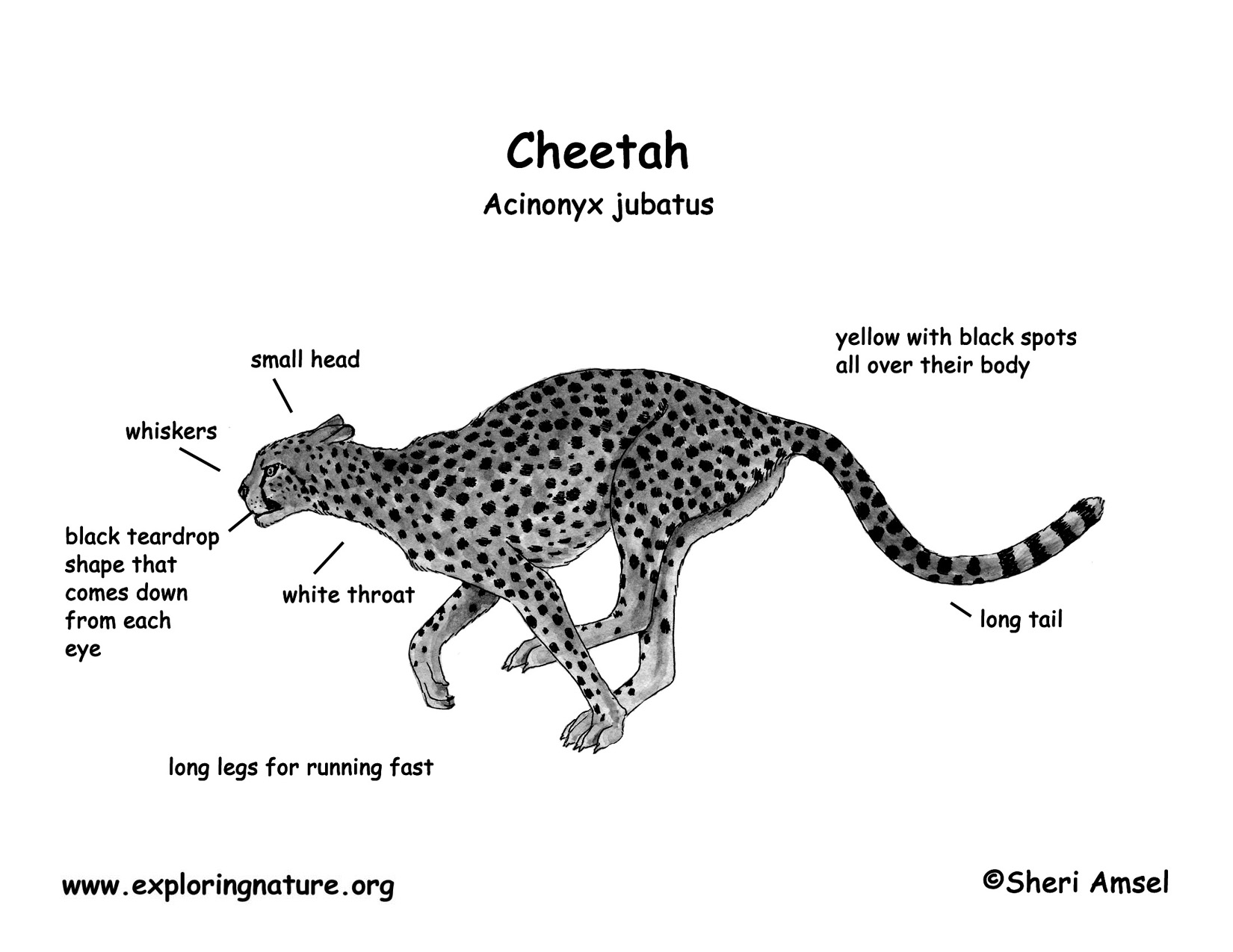 Cheetah Food Chain