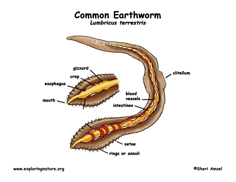 Earthworm Diagram Labeled