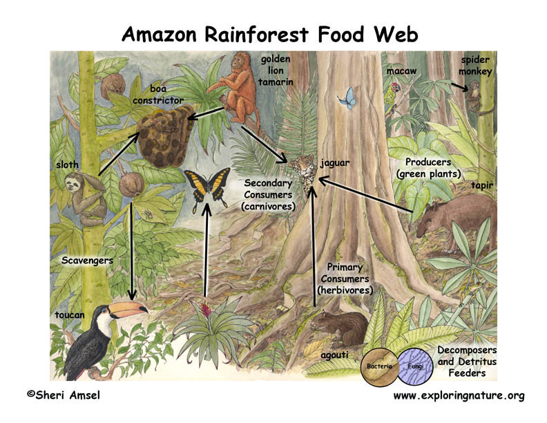 Amazon Rainforest Food Web