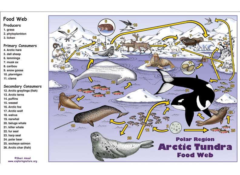 Tundra Food Web