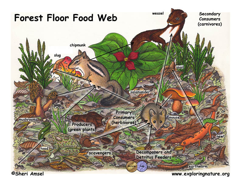 Forest Floor Food Web