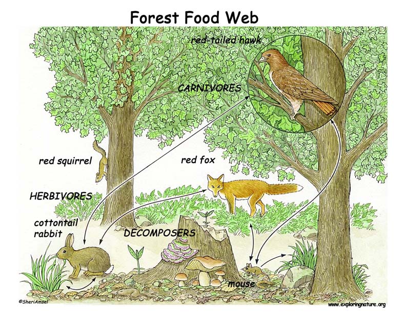 Food Web Activity and Teaching Visual Aid (Models)