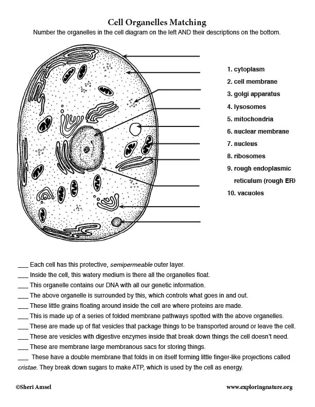 Cells And Organelles Worksheet