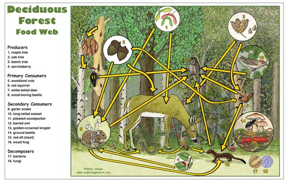 Deciduous Forest Food Web Poster - Downloadable Only