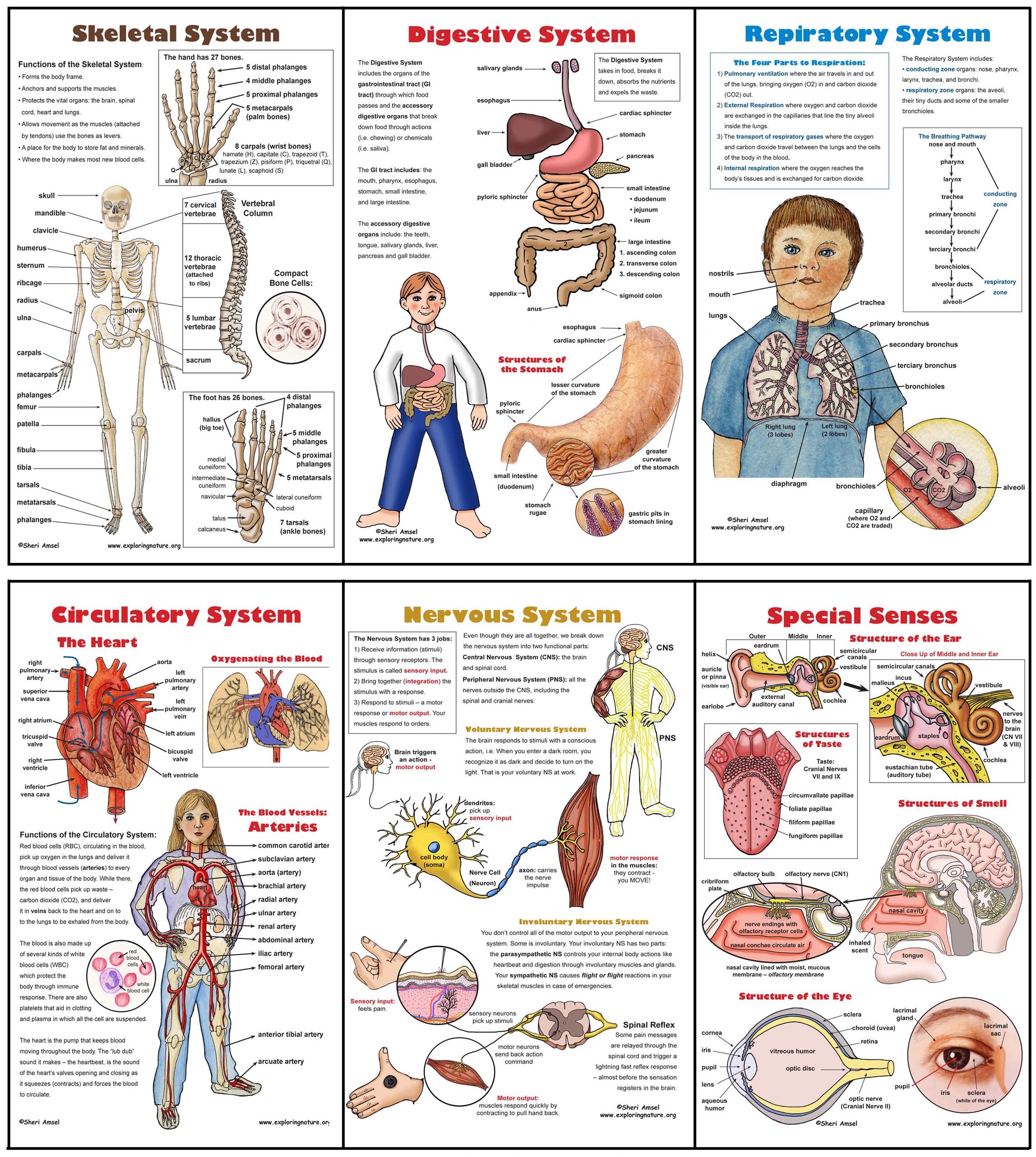 Free Printable Human Body Systems Worksheets