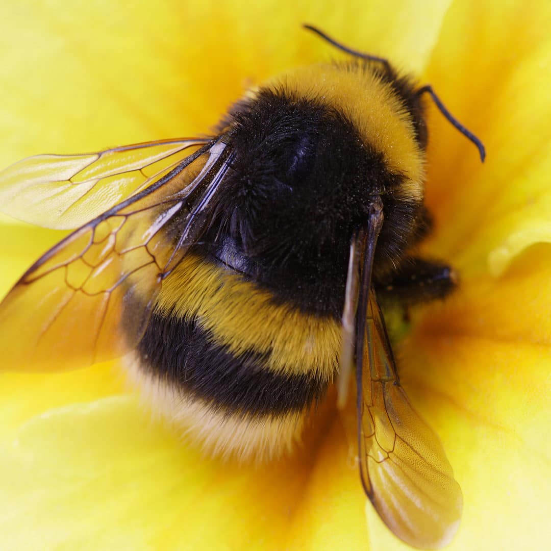 Bumble Bee Insect Flying