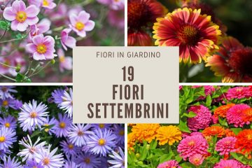 fiori di settembre