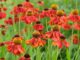 helenium