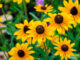 rudbeckia fulgida