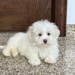 Coton De Tulear Breeders & Puppies For Sale in Indiana | Family Puppies