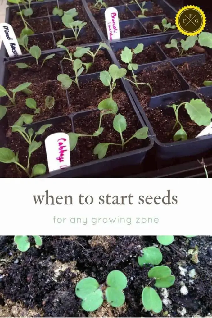 When to Start Planting Seeds [Indoors & Outdoors] | Family Food Garden