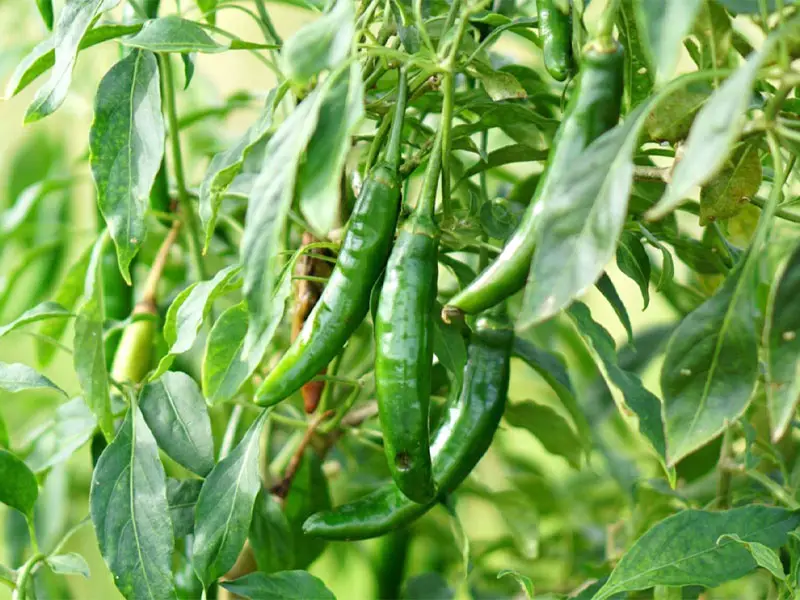 Serrano pepper appearance