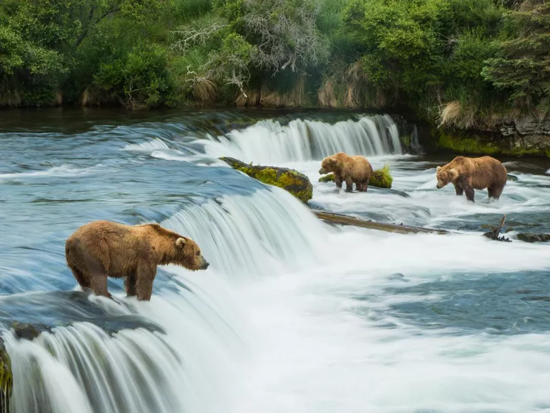 Grizzly Bears at Katmai