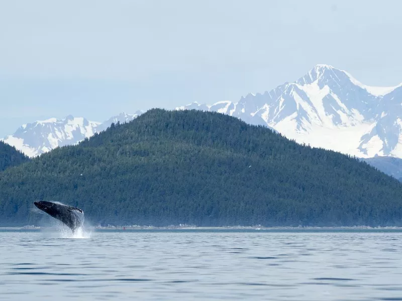 Whale Breach in Glacier Bay