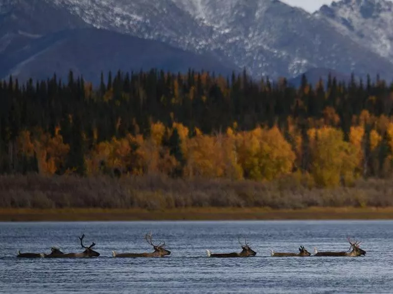 Deer crossing Kobuk Valley