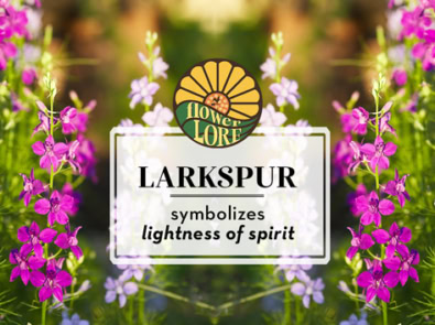 Larkspur The July Birth Flower featured image