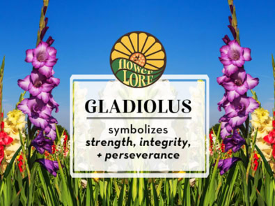 Gladiolus The August Birth Flower featured image