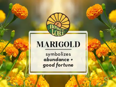 Marigold The October Birth Flower featured image