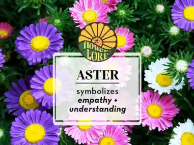 Aster The September Birth Flower featured image