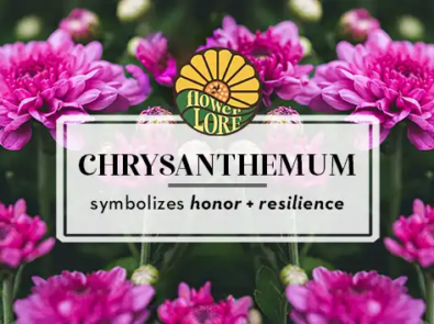 Chrysanthemum The November Birth Flower featured image