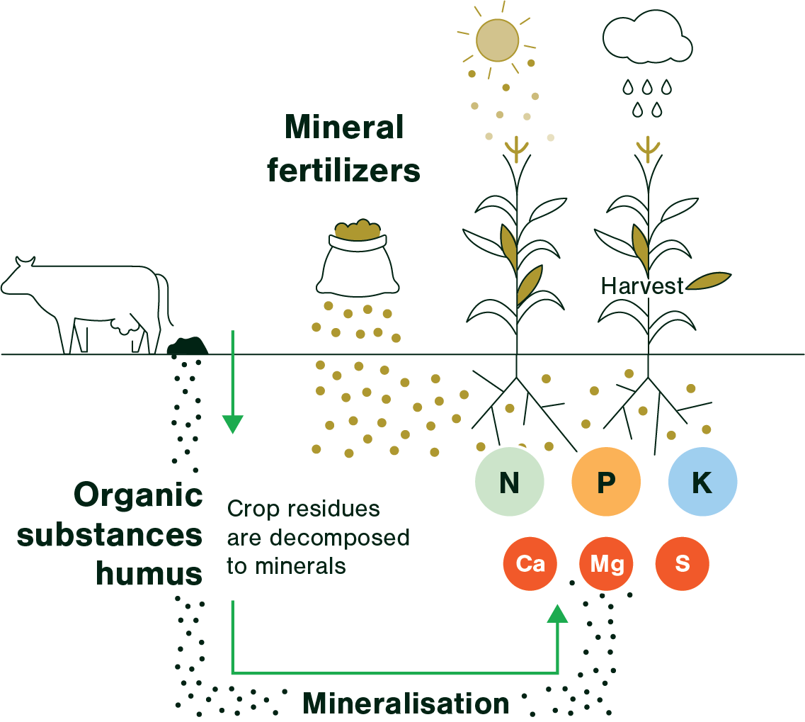 Uses Of Organic Fertilizers