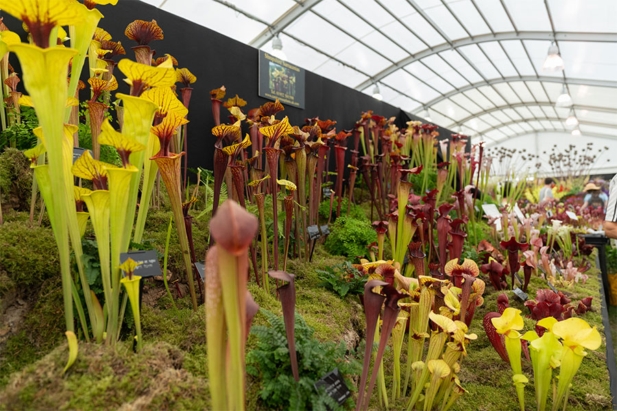 Shrewsbury Flower Show Marquee