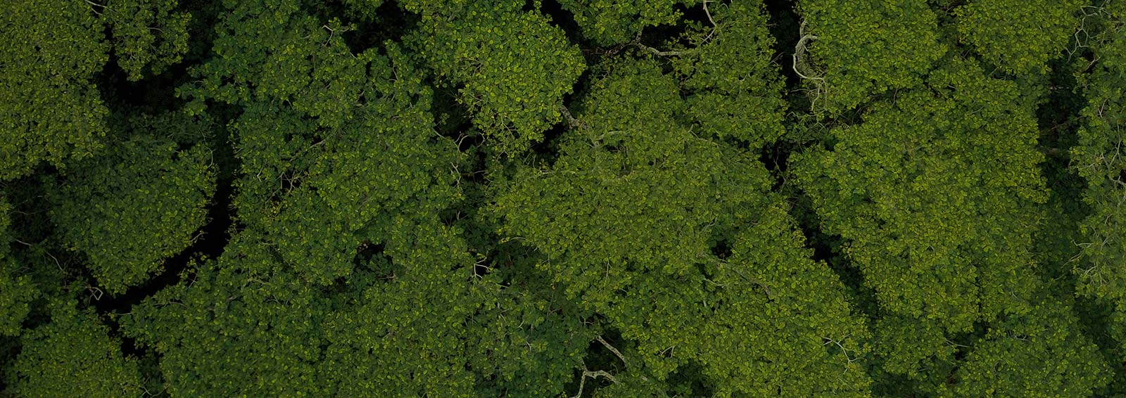 Tree canopy