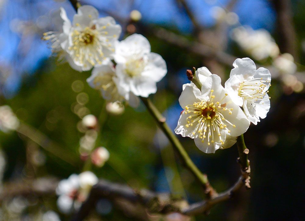 Plum Blossoms in Japan: 5 Best Spots