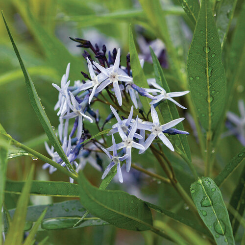 close up of light blue native flower