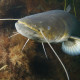 picture of Silurus glanis