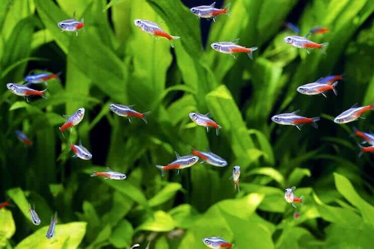 A large school of neon tetras among aquarium plants