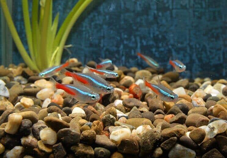 A school of neon tetras swimming near the bottom of the aquarium