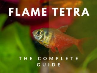 flame tetra