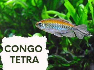 CONGO TETRA