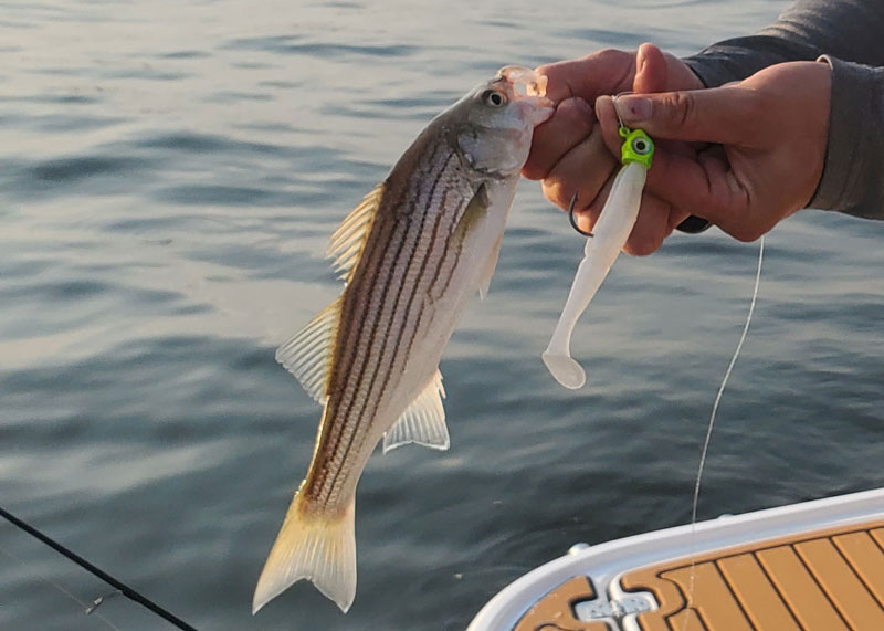 small striped bass