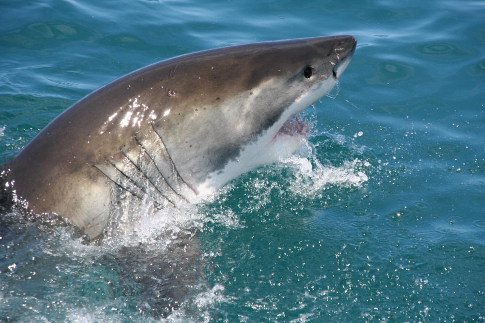 Photographs & Pictures Of The South African Great White Shark Blue Pointer)