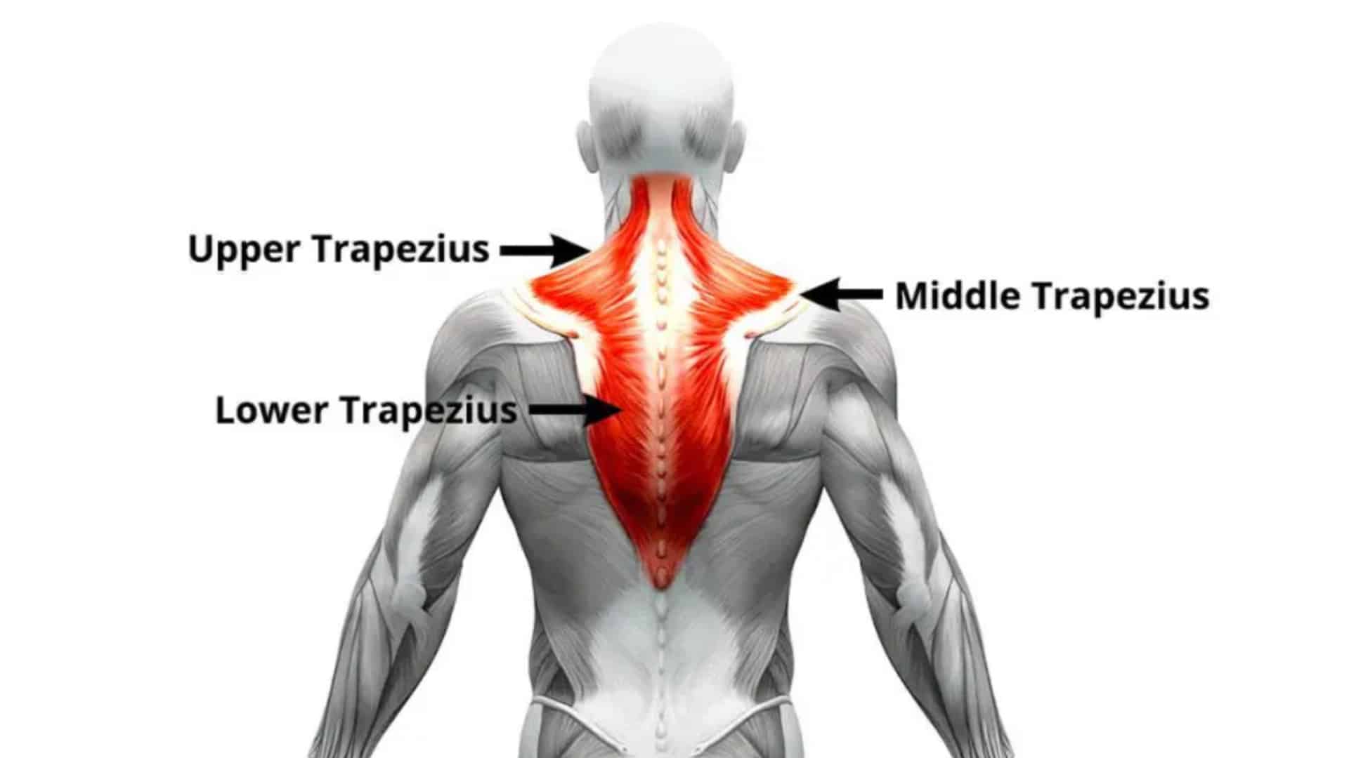 Bodybuilder Trapezius Muscle image.