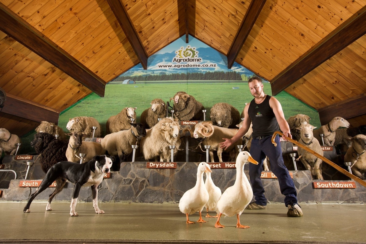 Agrodome Sheep Show