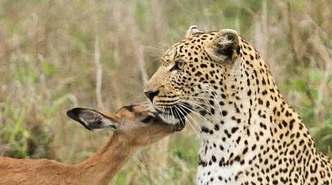 Predator And Prey Are Friends