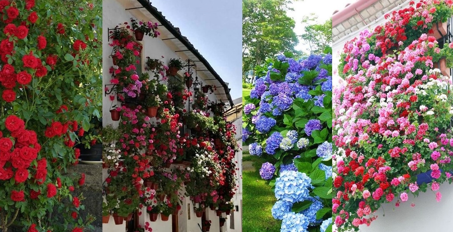 Aranjamentele din flori colorate sunt absolut superbe, ideale pentru casa si curtea ta