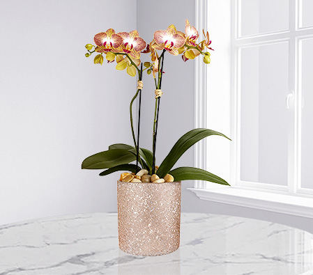 Elegant Sparkle Orchid