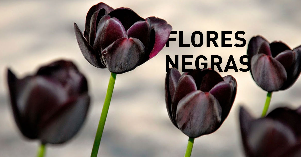 Flores negras