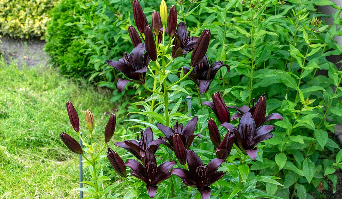 Flores negras