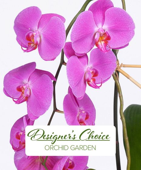 Designer's Choice  - Orchid Plant