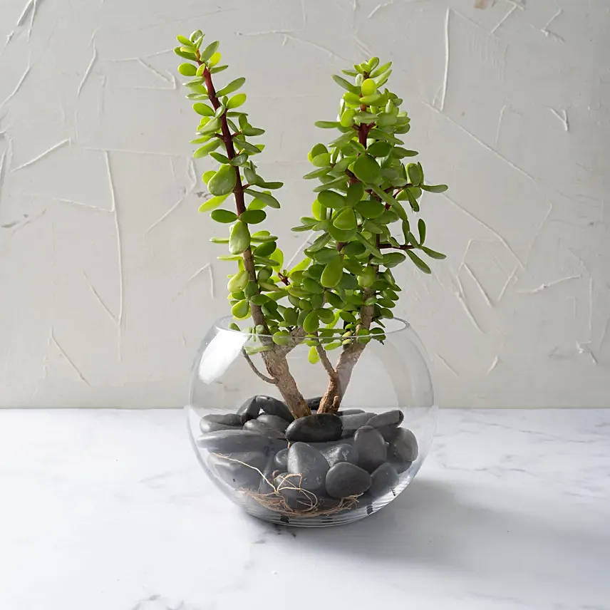 Jade Plant In Glass Bowl: Good Luck Plants