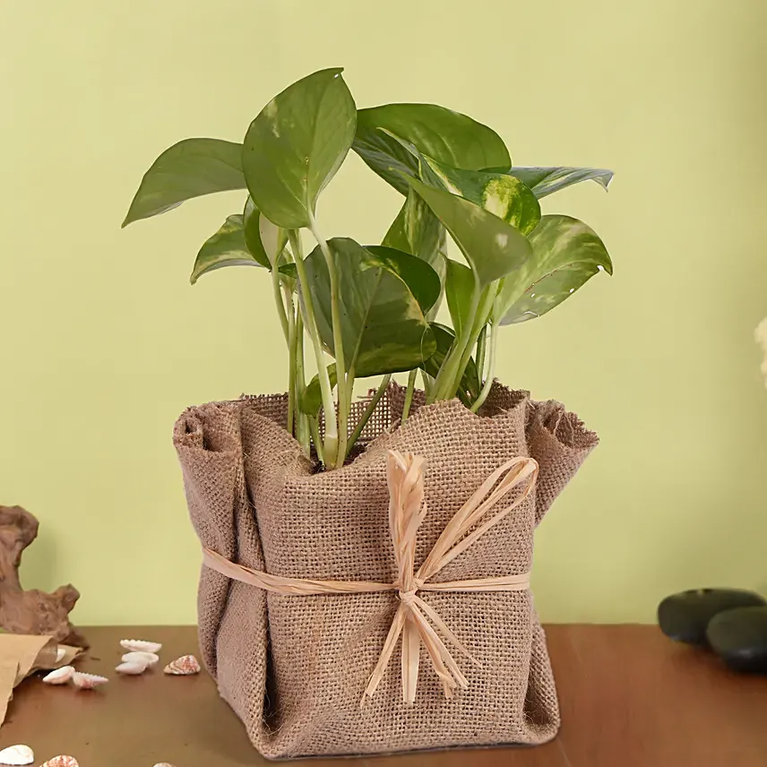 Small Money Plant Jute wrapped